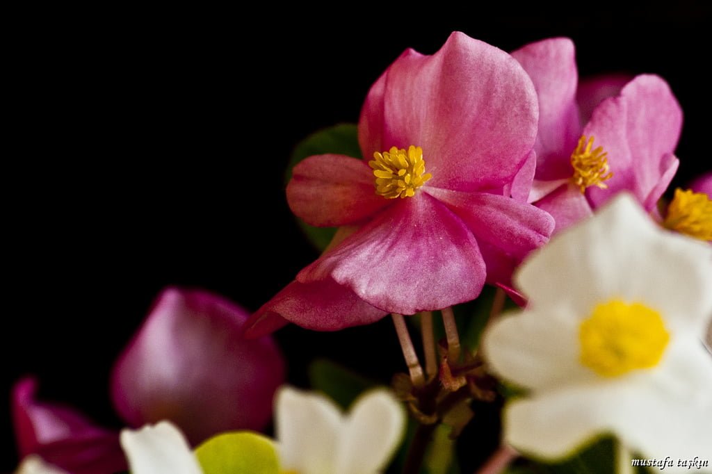 çiçek fotoğrafları - 5