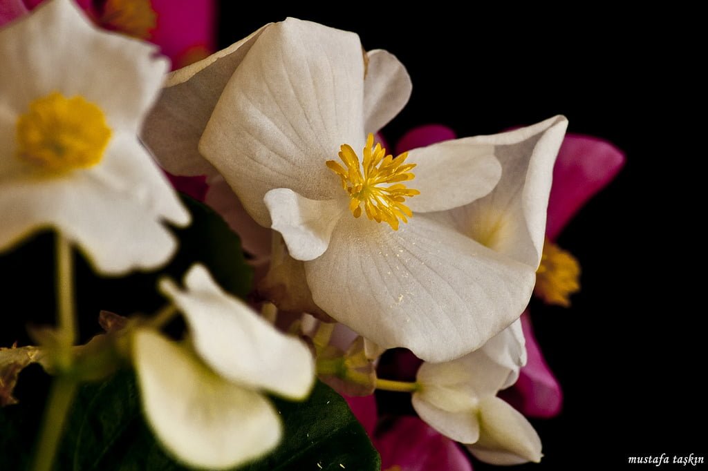 çiçek fotoğrafları - 6