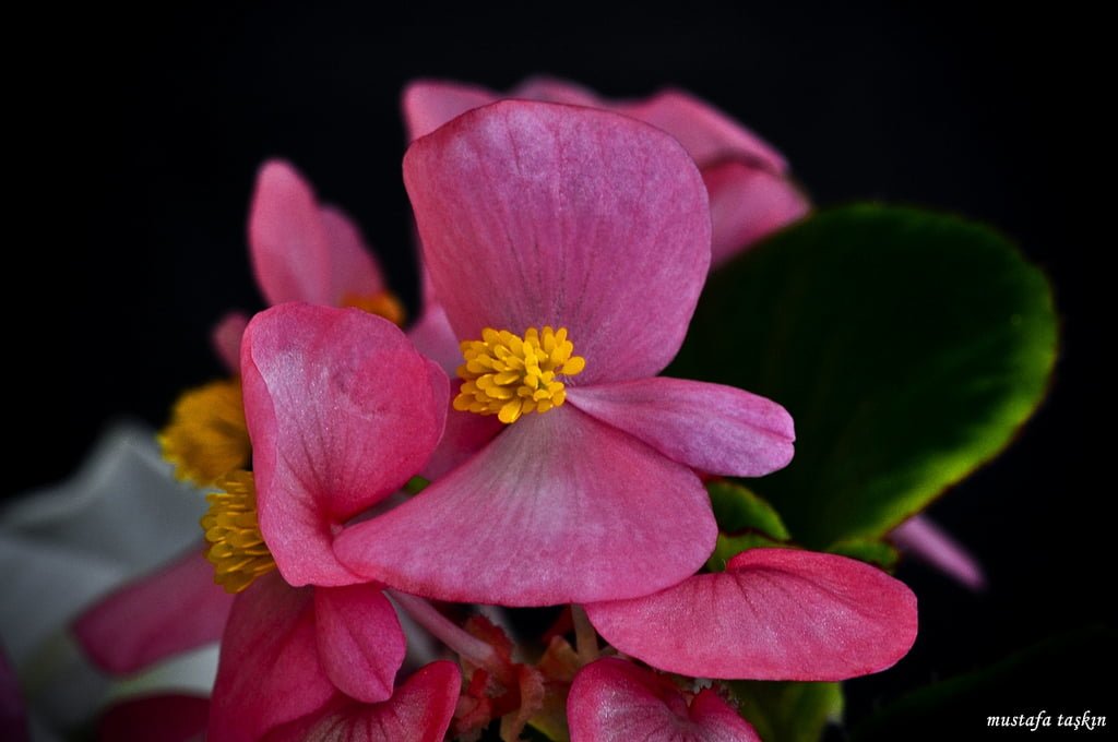 çiçek fotoğrafları - 7