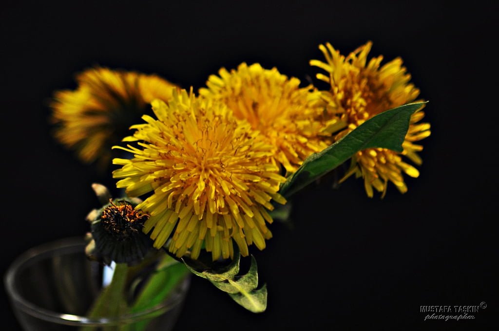 çiçek fotoğrafları - 8