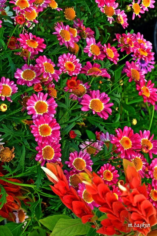 çiçek fotoğrafları - 9