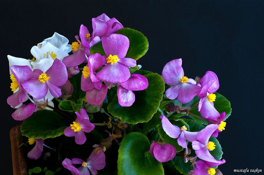 çiçek fotoğrafları