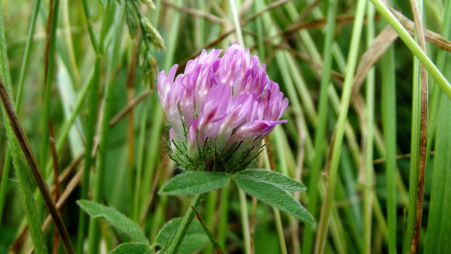 çiçek görüntüleri - 2