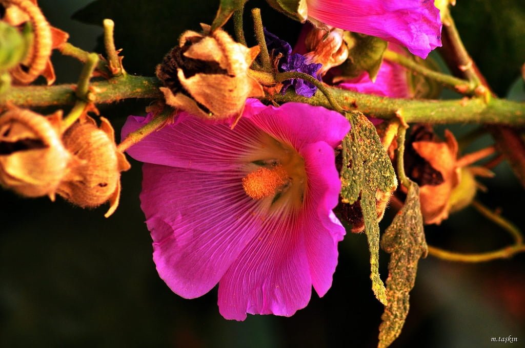 çiçek görüntüleri