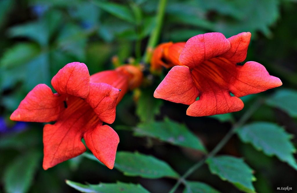 çiçek görüntüsü