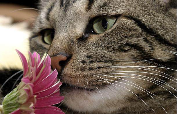 çiçek koklayan kedi