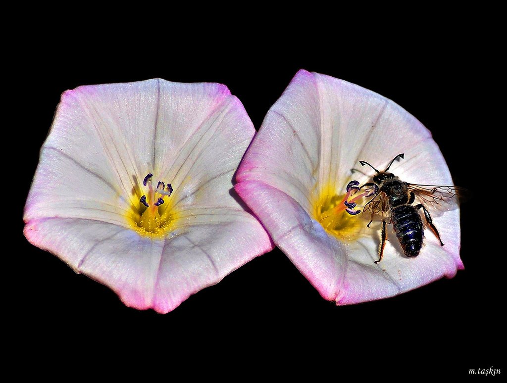 çiçek ve arı