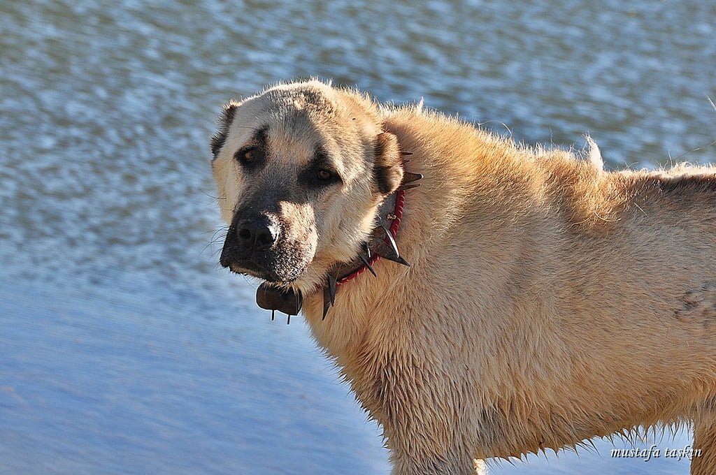 çoban köpeği