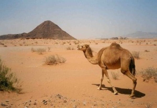 çöldeki deve