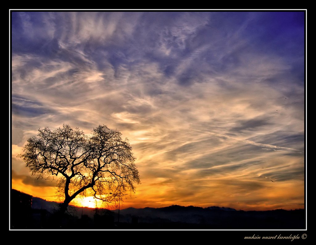 çınar ağacı ve gün batımı