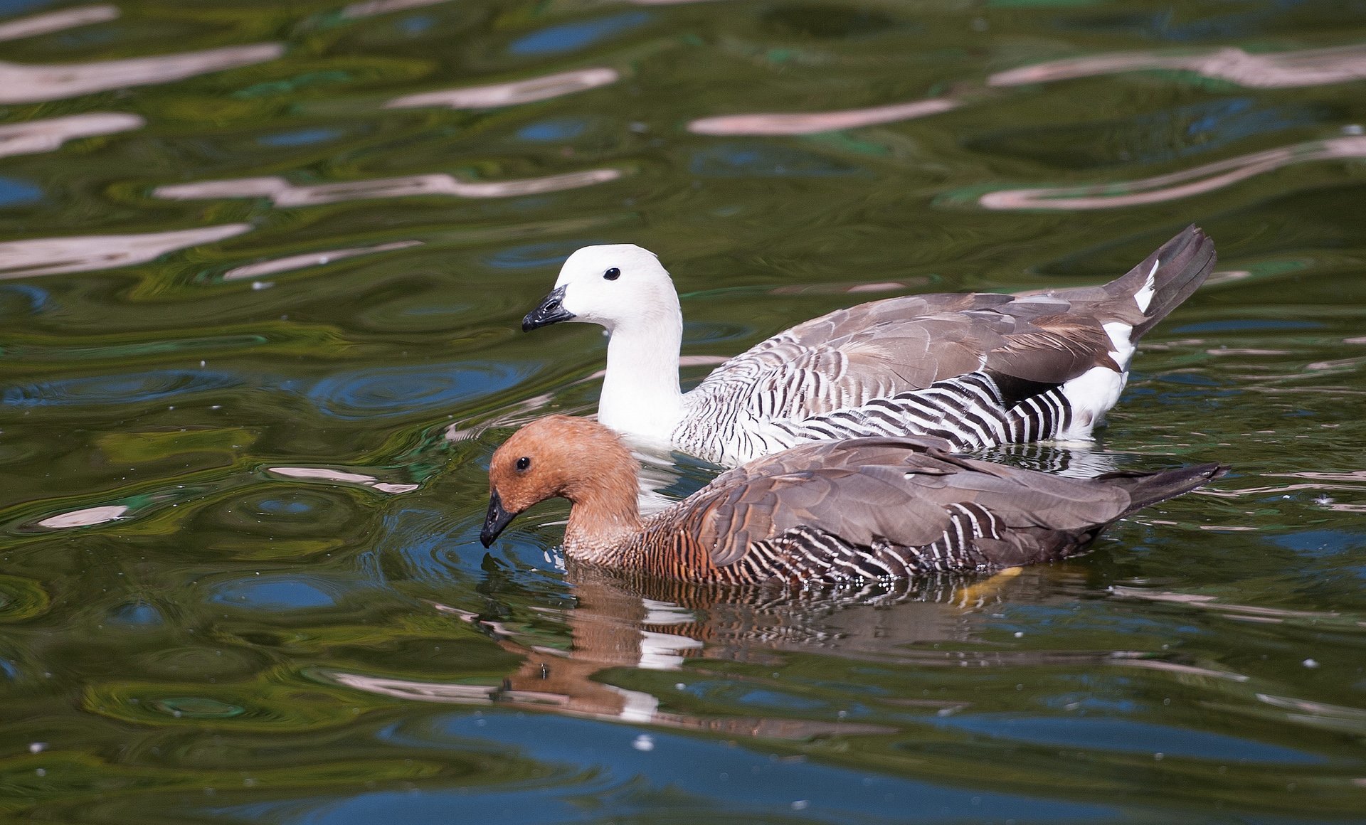 ördek arka planları