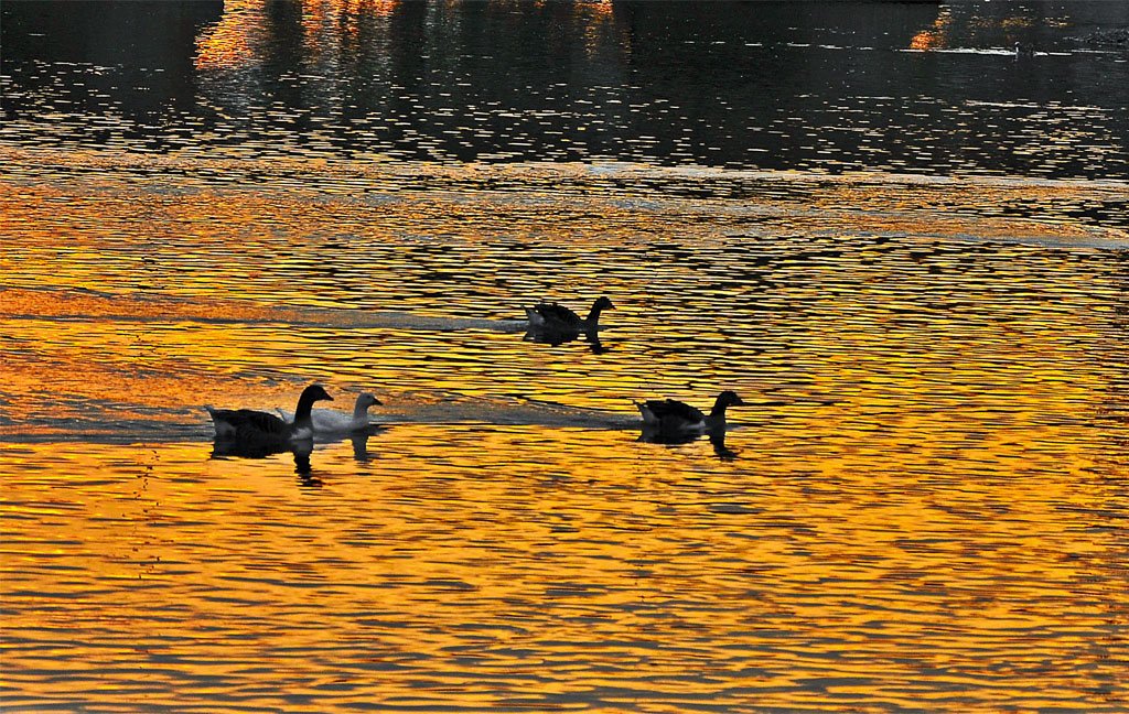ördek fotoğrafları