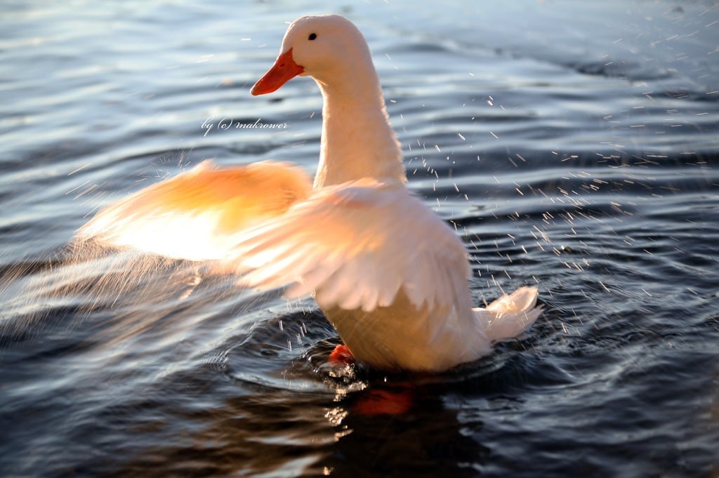 ördek görüntüleri