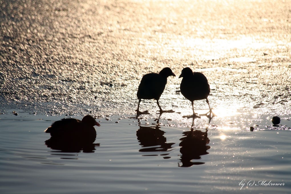 ördek resimleri - 2