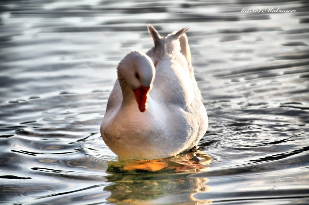 ördek resimleri - 3