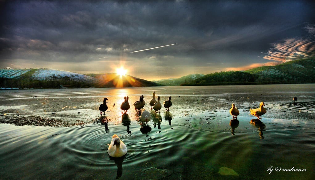 ördek resimleri - 4