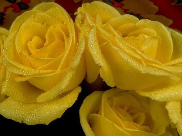 sarı güller