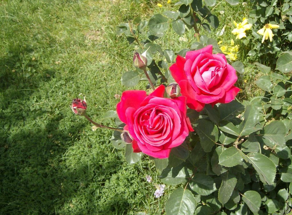 ısparta'dan gül manzaraları IV