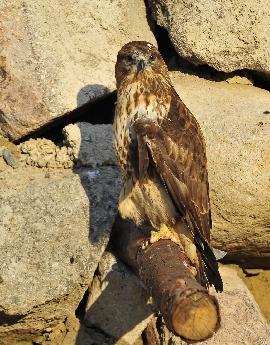 şahin fotoğrafları