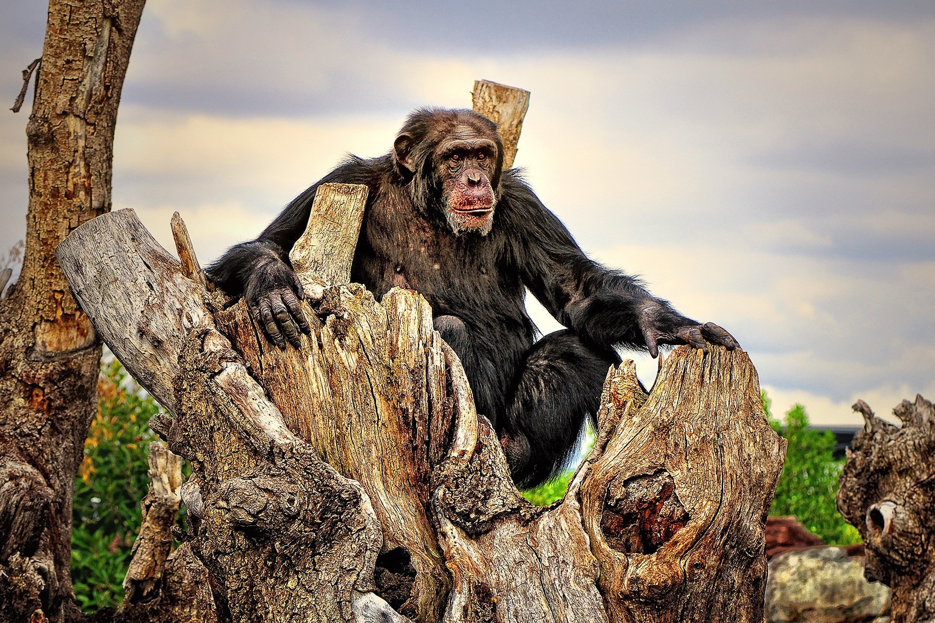 şempanze fotoğrafı